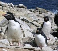 Rockhopper Penguins at Campbell Island